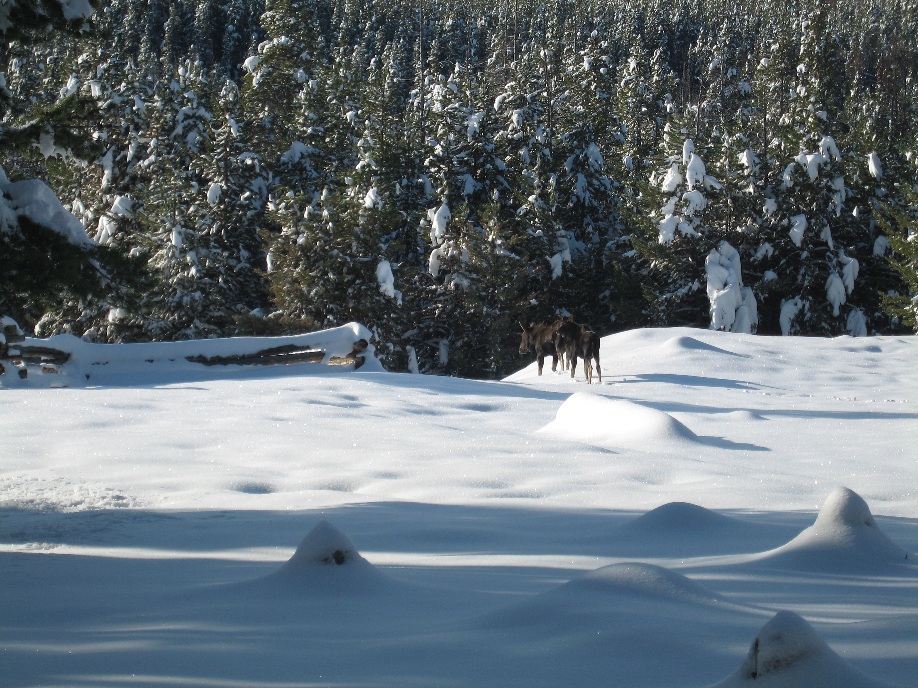 Cow Moose and Her Calf